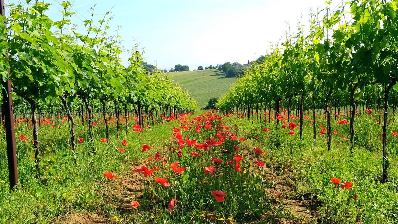 Il Querciolo - Azienda Biologica, Agriturismo E Cantina Marciano della Chiana Exterior photo